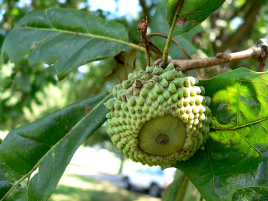 {Quercus lyrata}